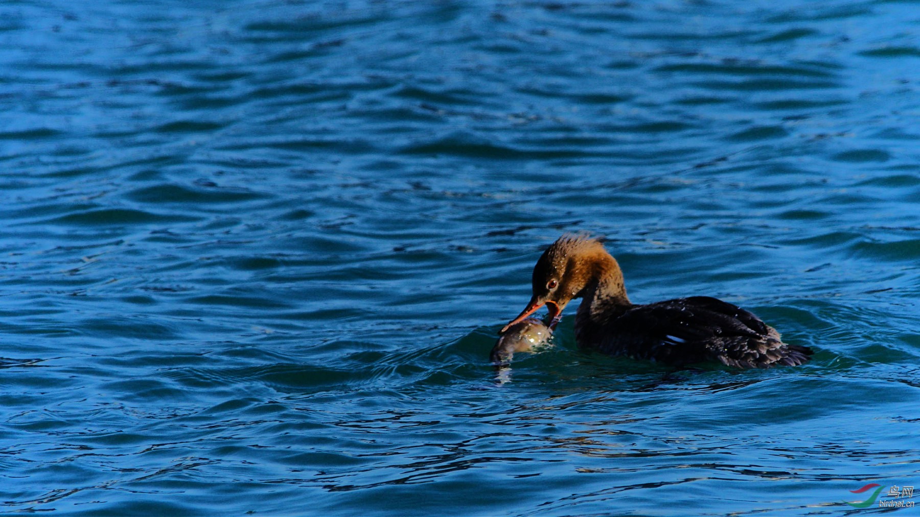 这条乌鱼挺难吃