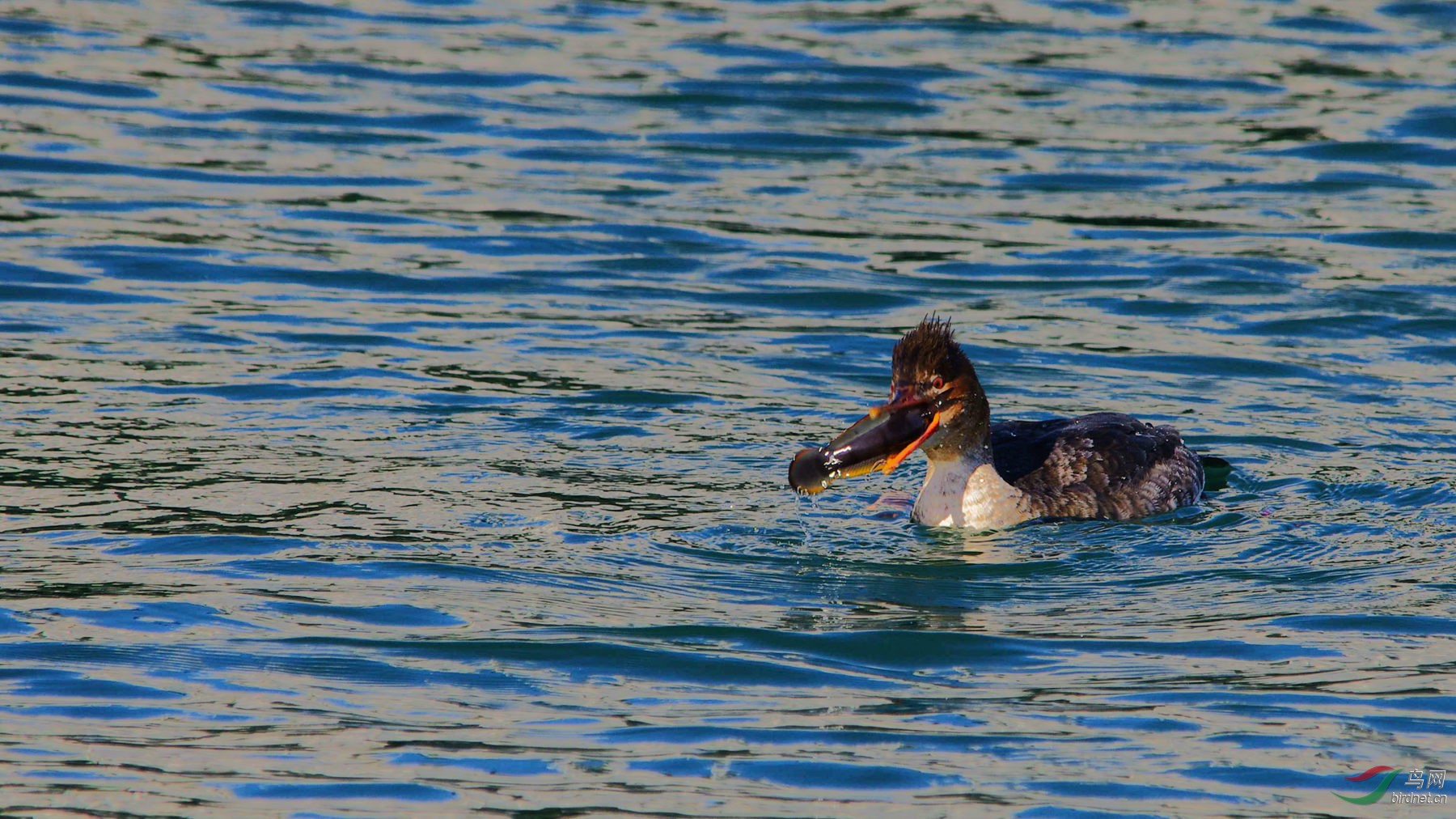 这条乌鱼挺难吃