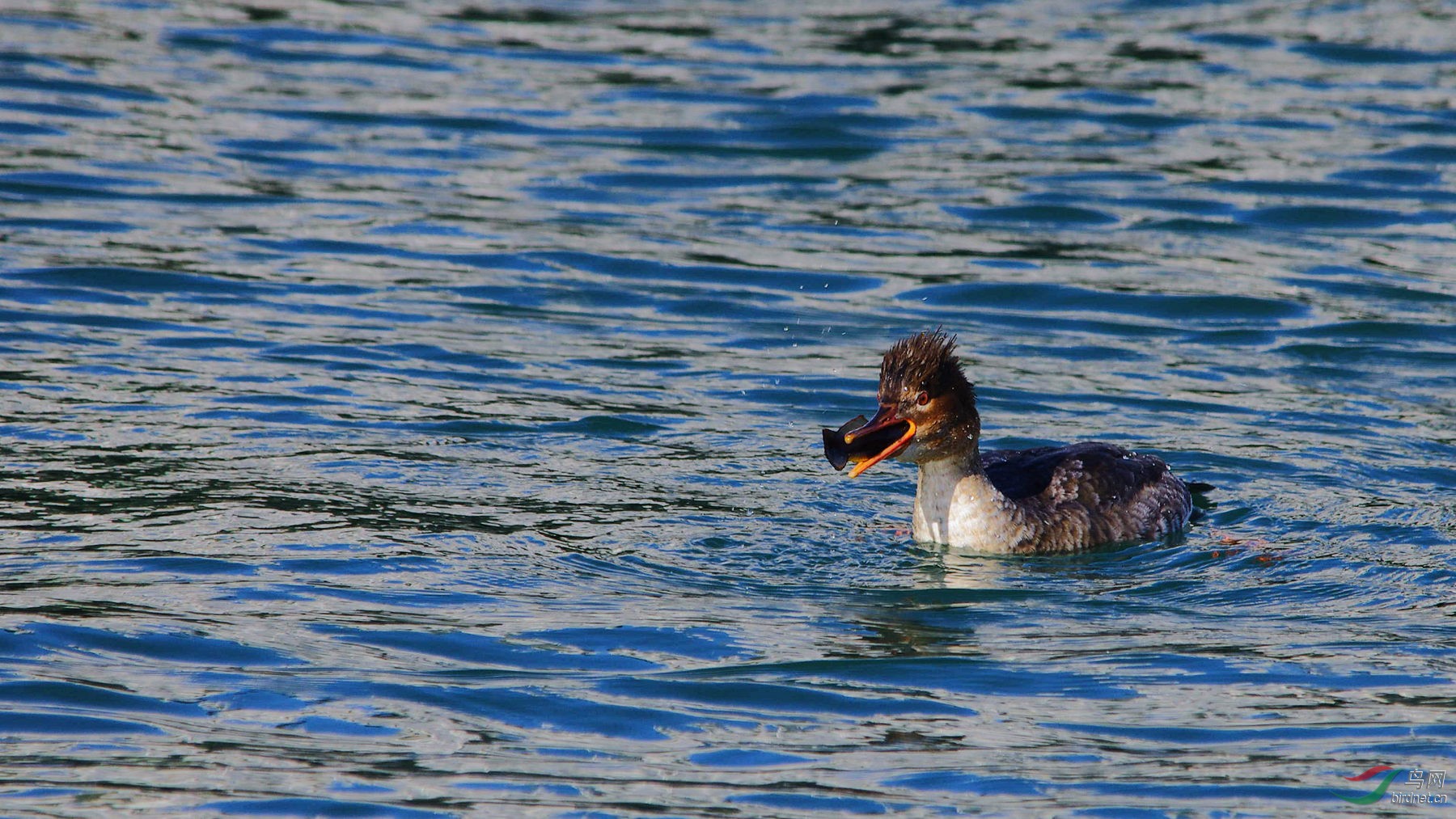 这条乌鱼挺难吃