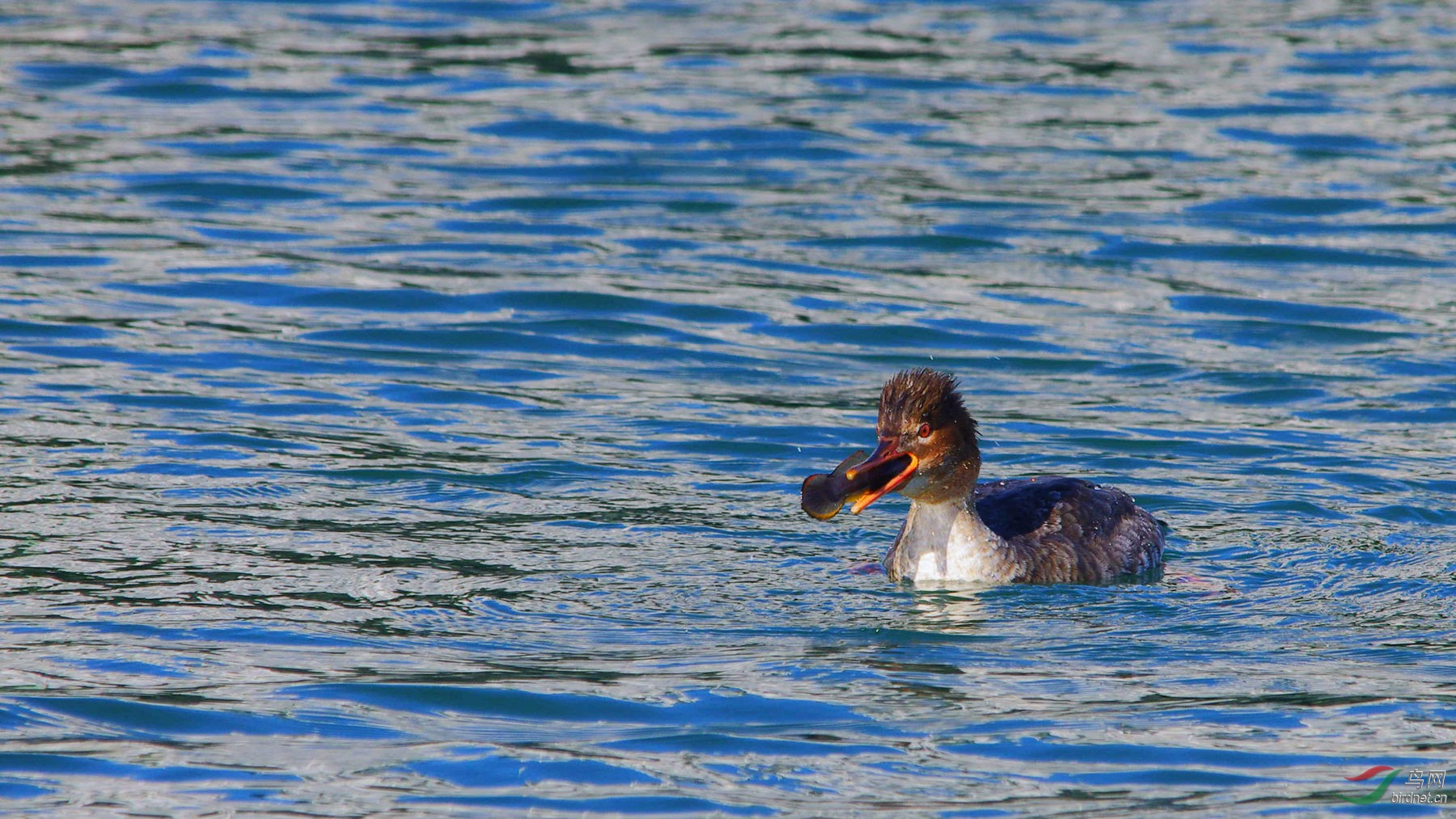 这条乌鱼挺难吃