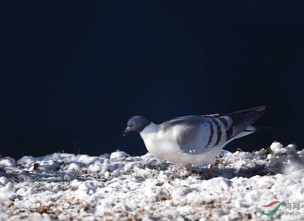 冬雪中如此多娇雪鸽