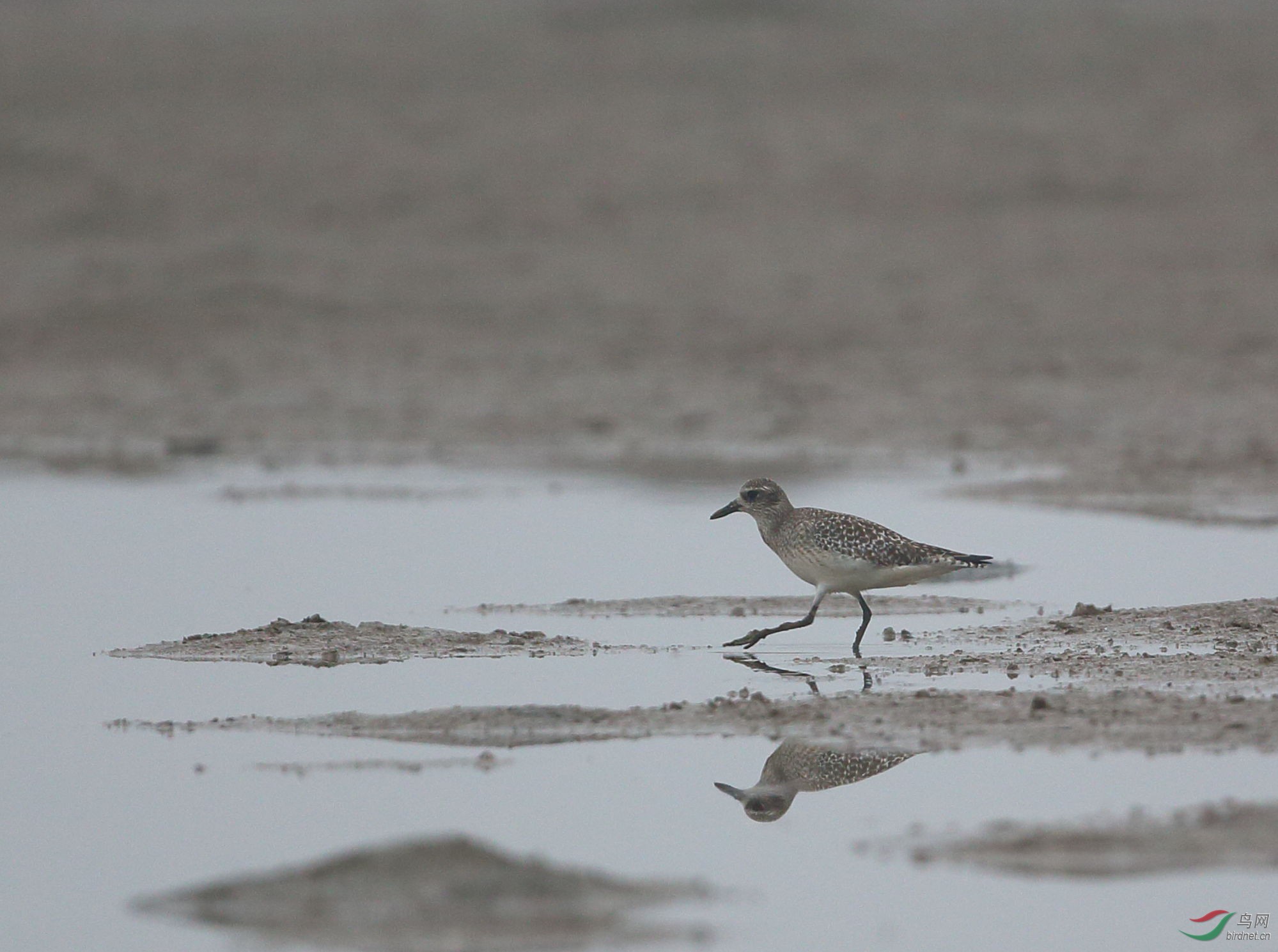 水墨灰斑鸻 - 水鸟版 鸟网