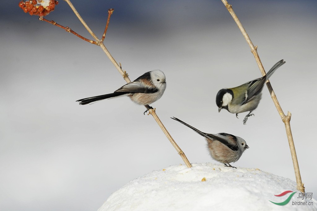 一组北长尾山雀拍摄于长春南湖