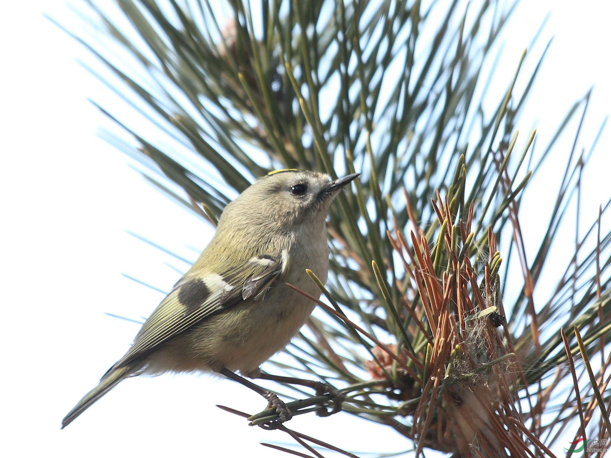 金冠戴菊--亦庄