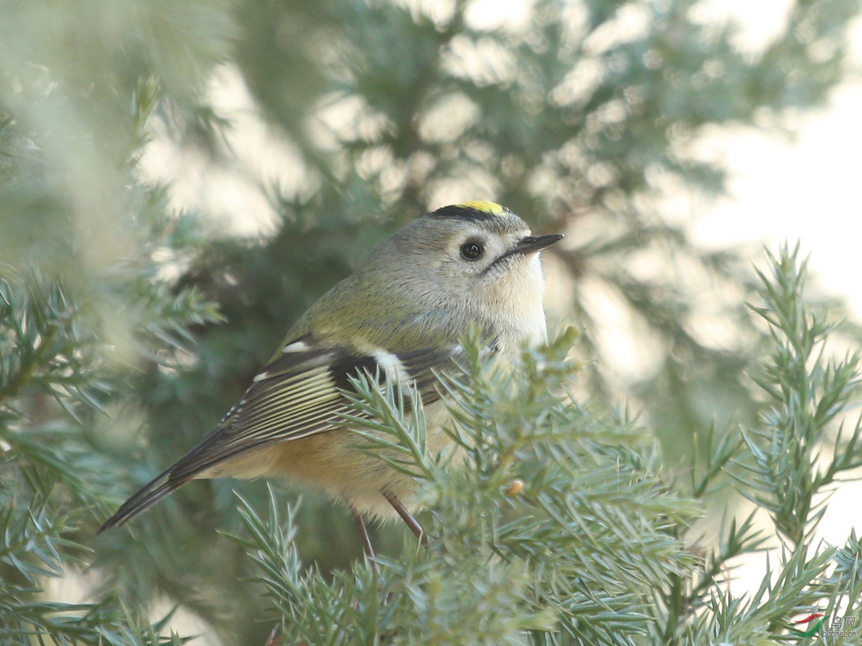 金冠戴菊--亦庄