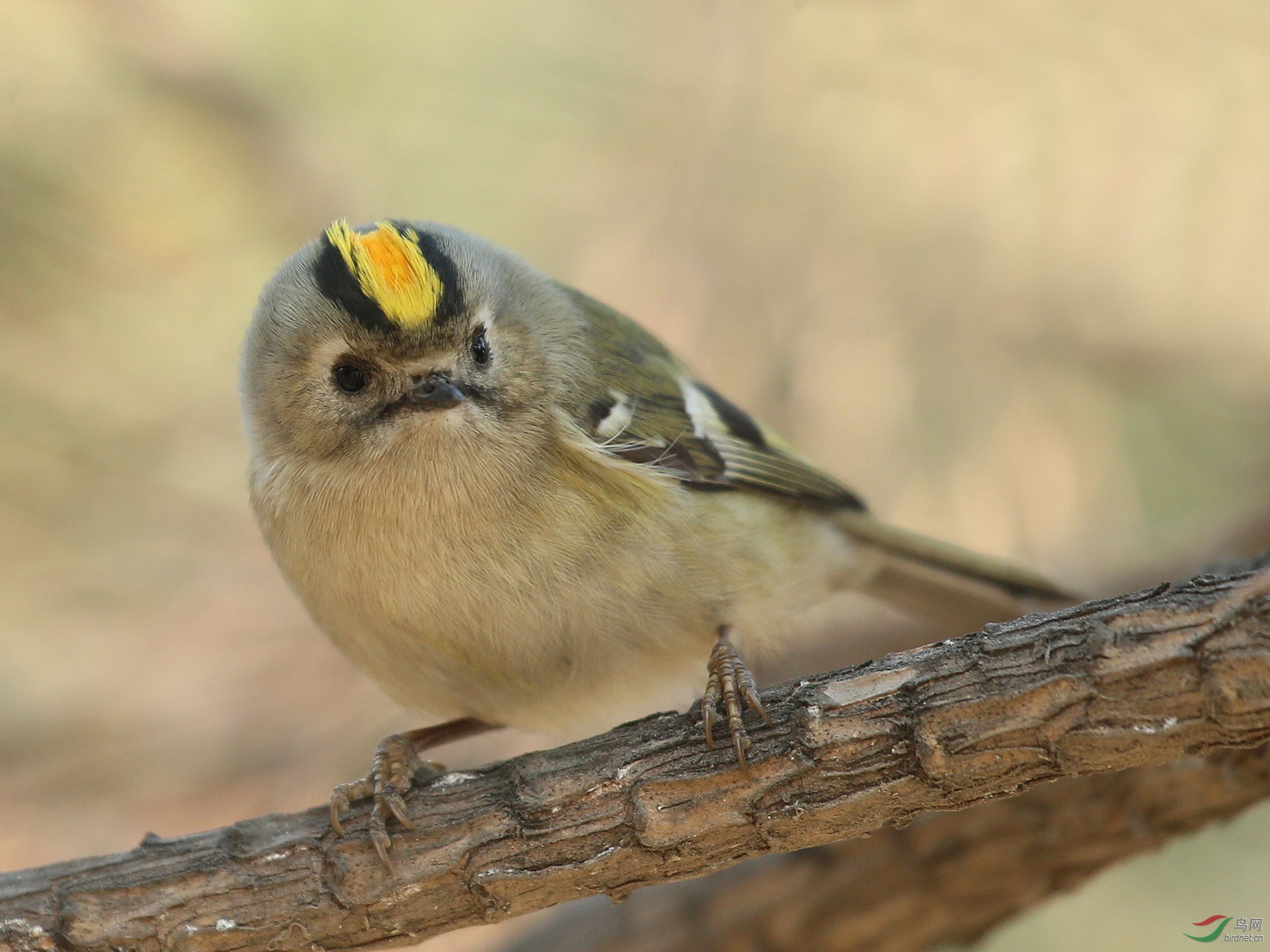 金冠戴菊--亦庄