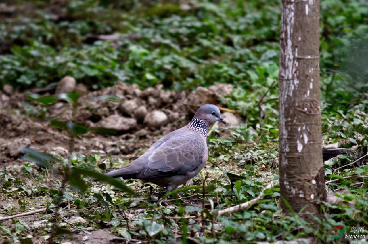 珠頸斑鳩