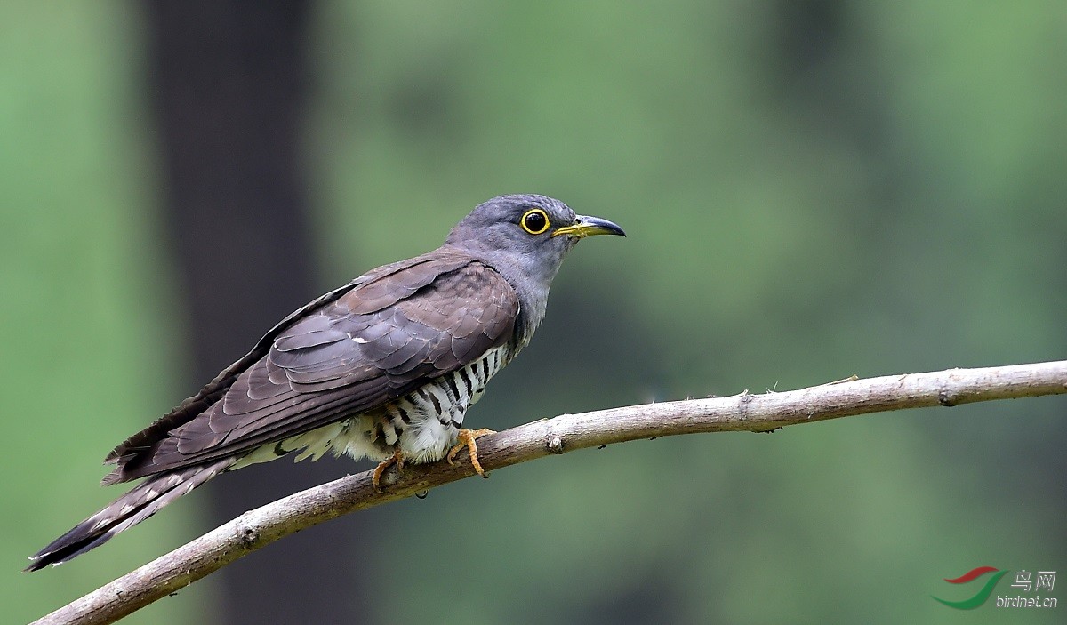 四声杜鹃亚成鸟