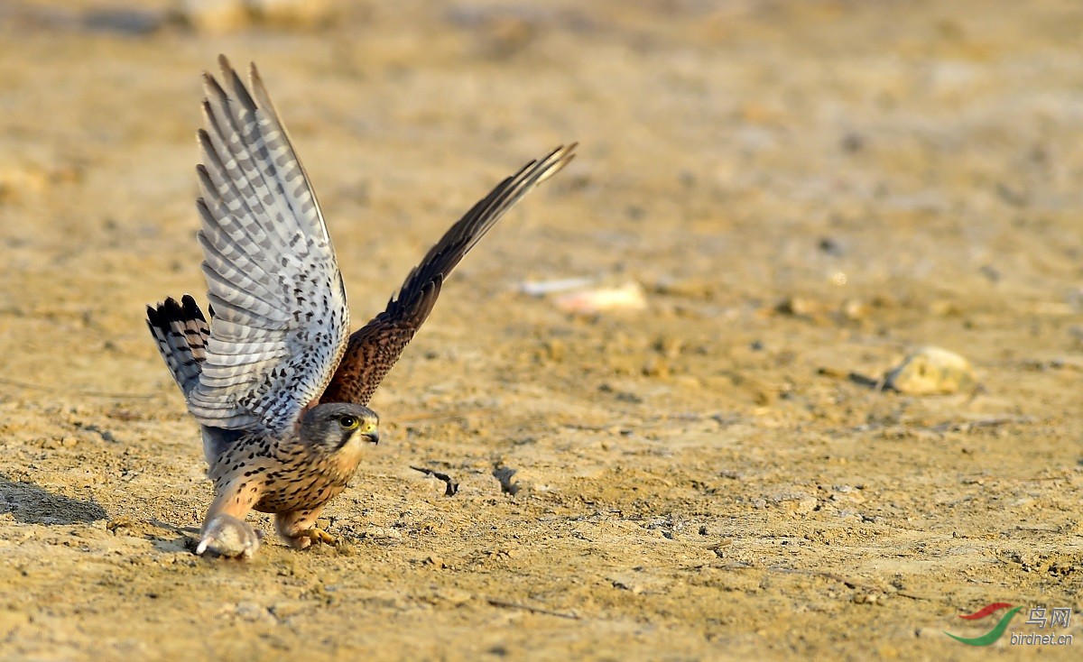 红隼成功捕获猎物瞬间