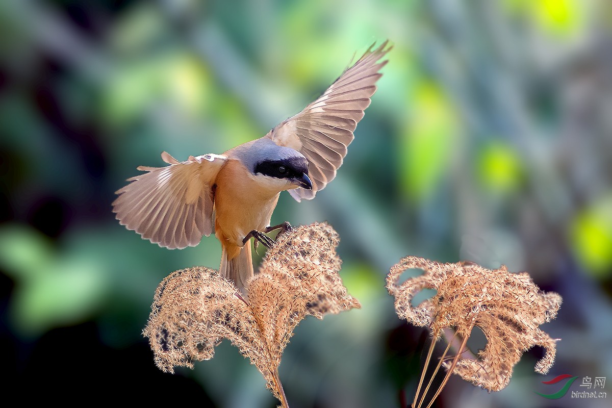 伯勞鳥