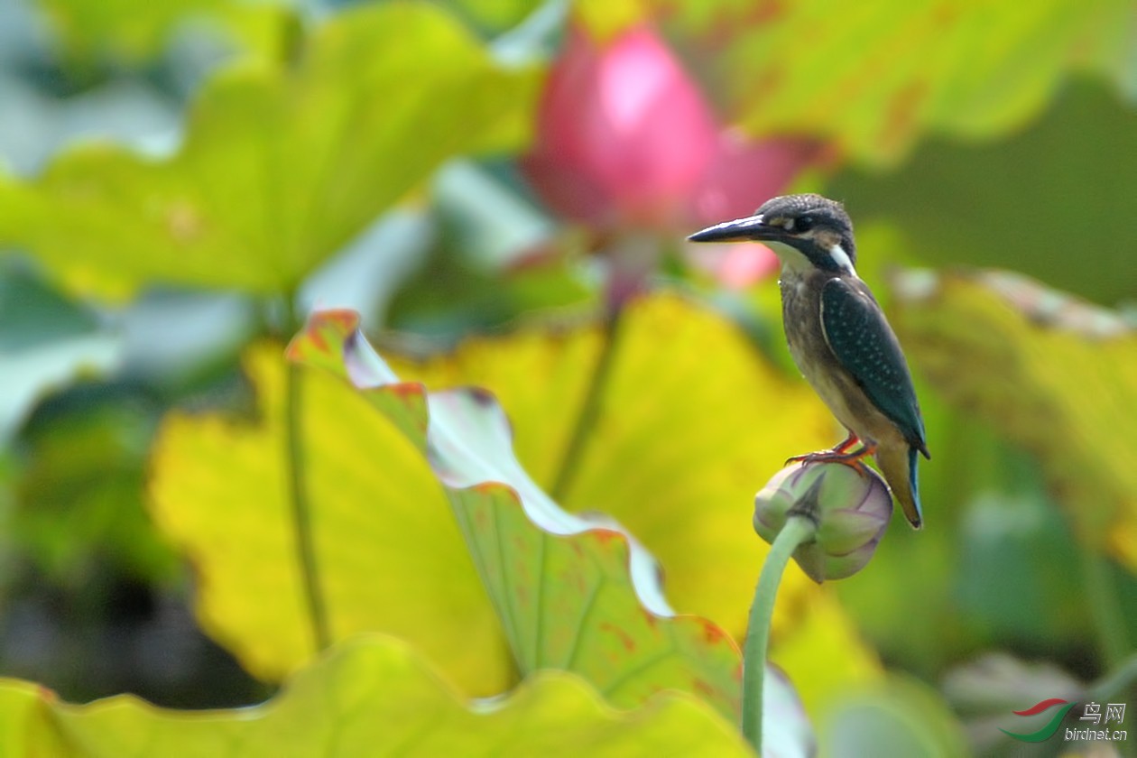 翠与花