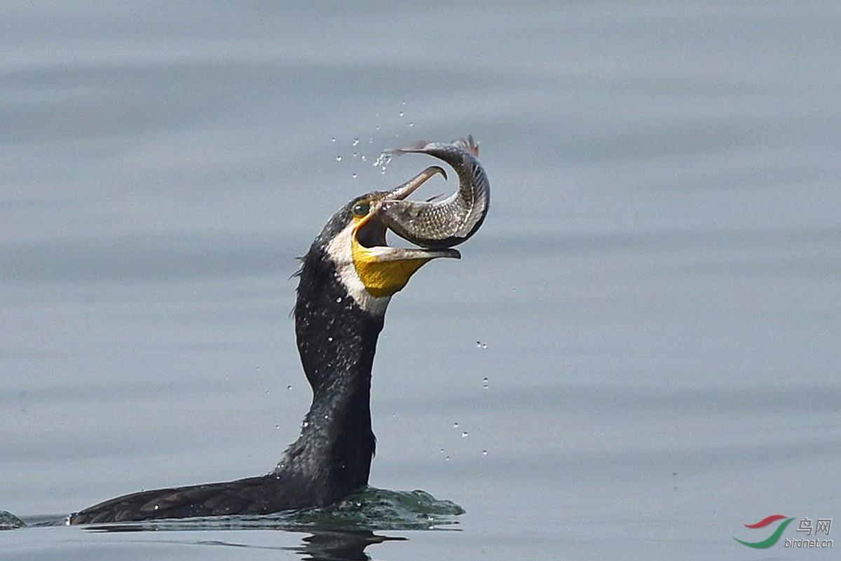 鸬鹚捕鱼 - 水鸟版 鸟网