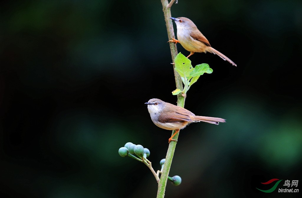 灵巧灵动的莺儿