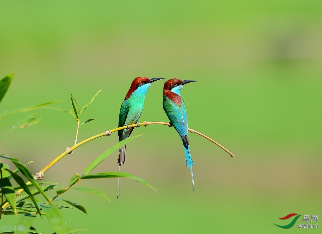《鸟网》鸟类动作图片制作—— 一对左右观望的小鸟(2幅)