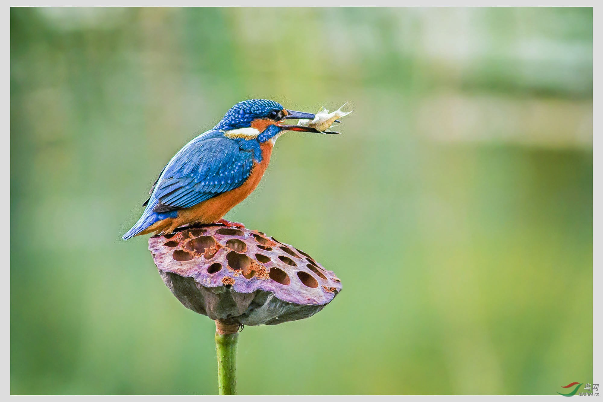 莲蓬上的翠鸟在吃鱼祝龙江鸟友新年快乐