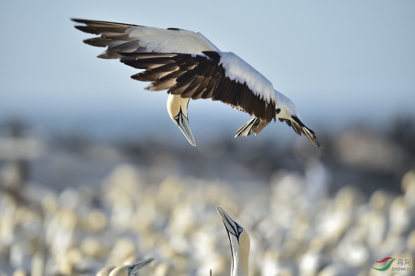 南非鲣鸟南非鲣鸟