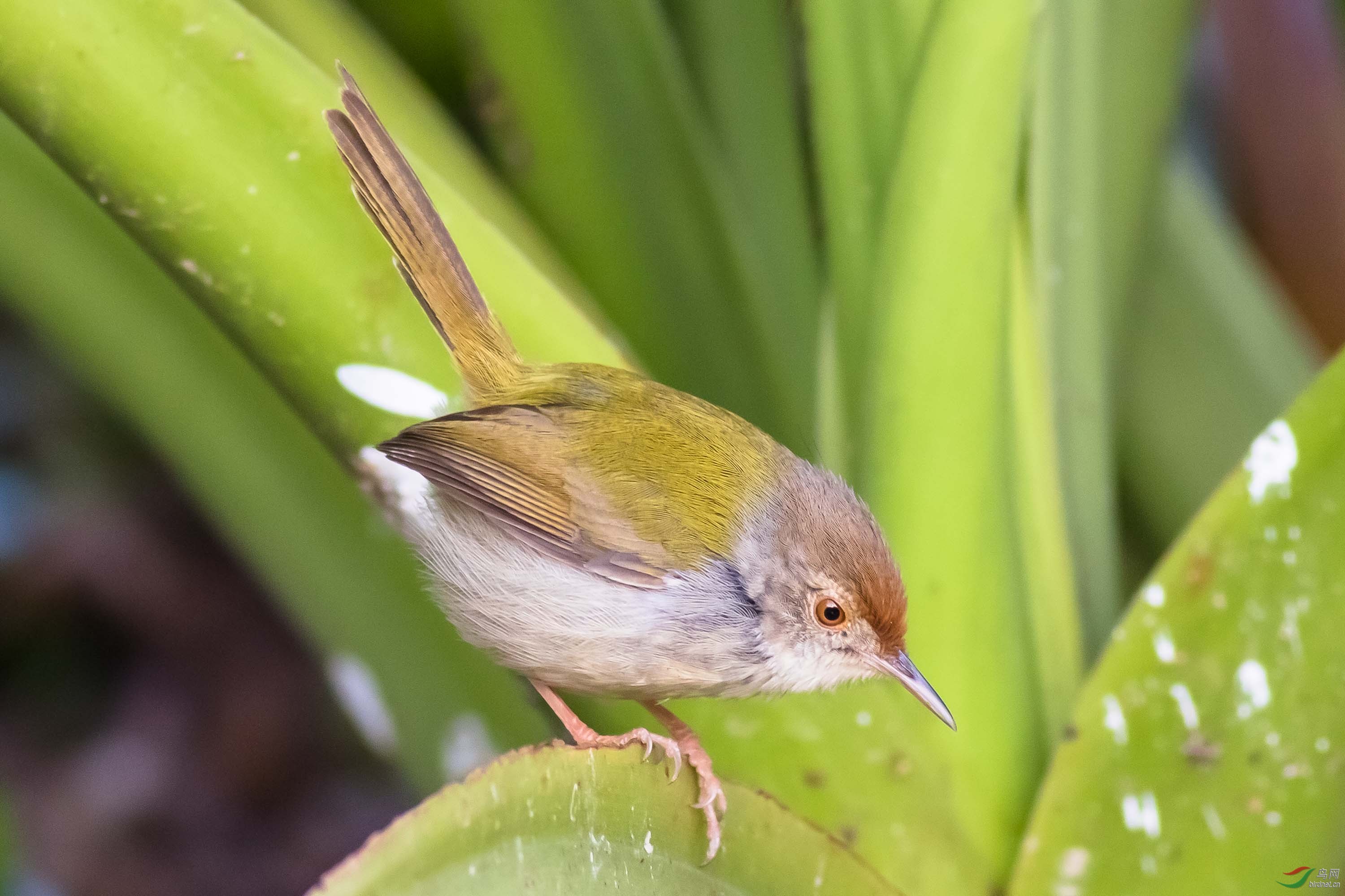 活泼的长尾缝叶莺