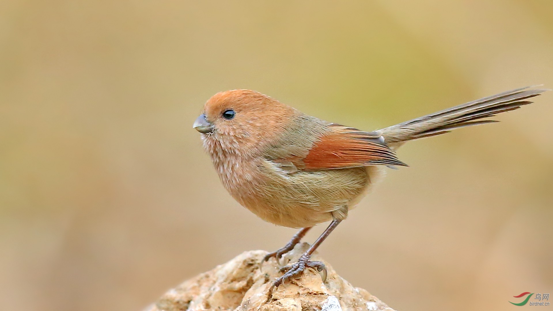 泉水湾拍鸟记 - 河南版 henan 鸟网