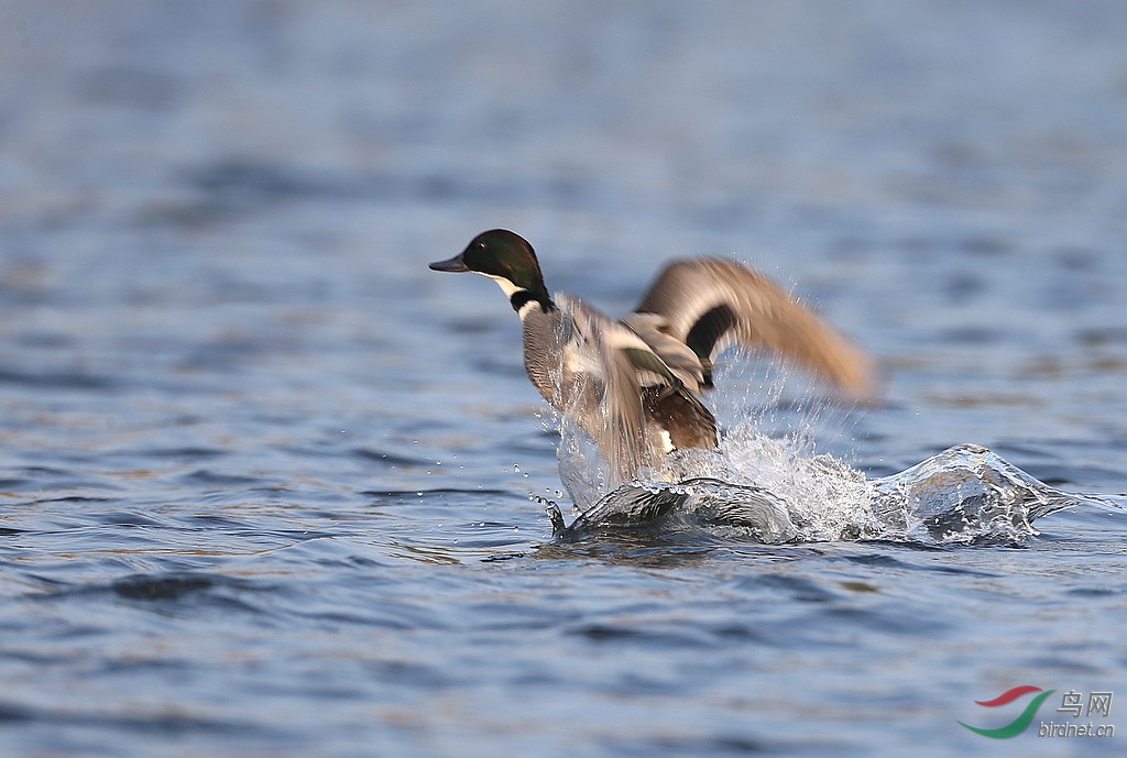 螺纹鸭儿水上飞!(宜宾拍摄)