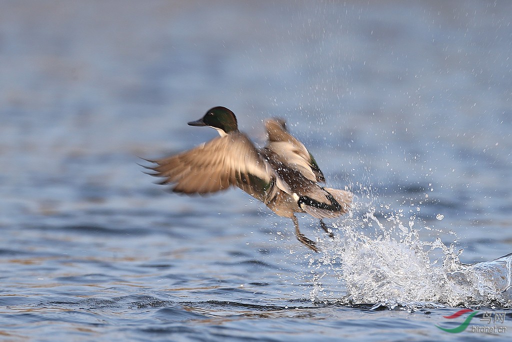 螺纹鸭儿水上飞!(宜宾拍摄)