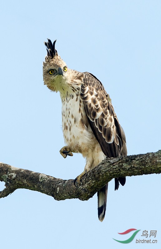 斯里兰卡凤头鹰雕的雄姿