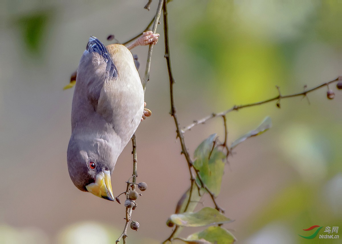 黑尾蜡嘴雀(雌)dsc_9501.jpg