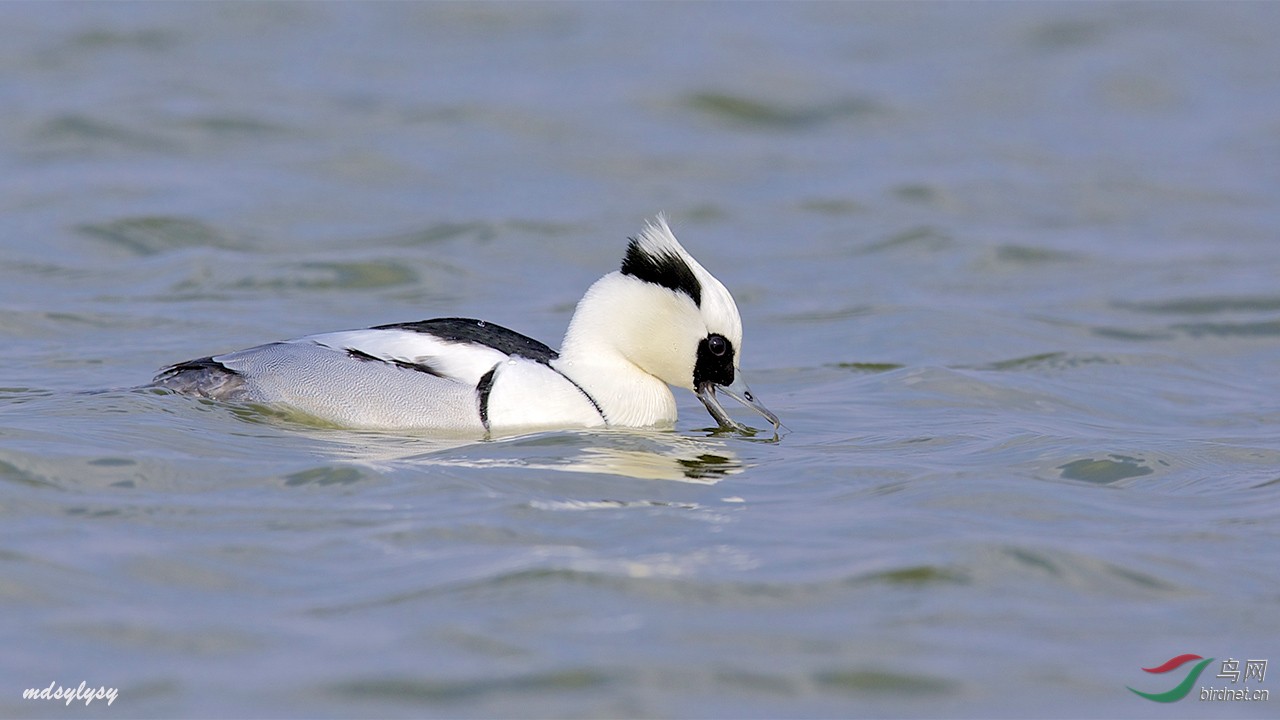 斑头秋沙鸭白秋沙鸭