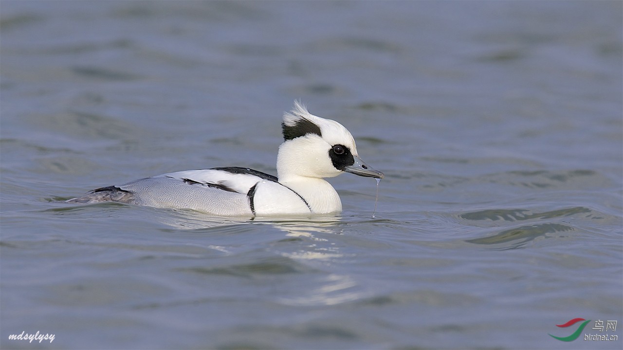 斑头秋沙鸭白秋沙鸭