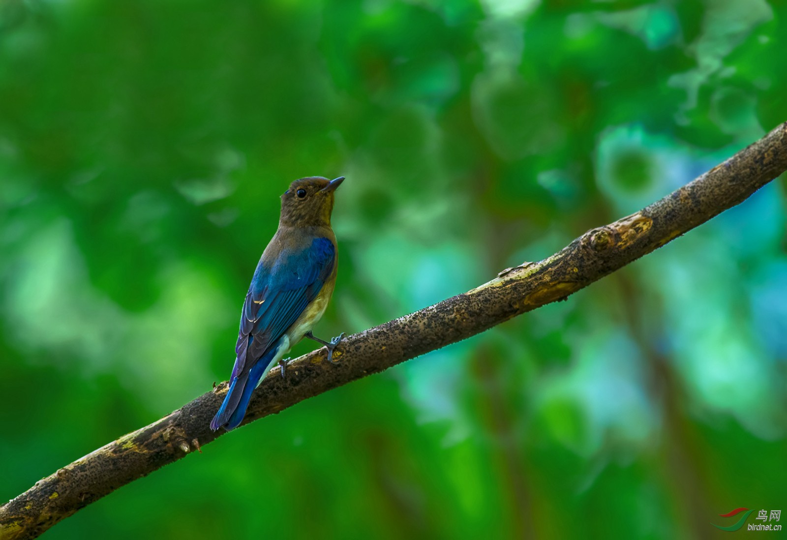 红胁蓝尾鸟