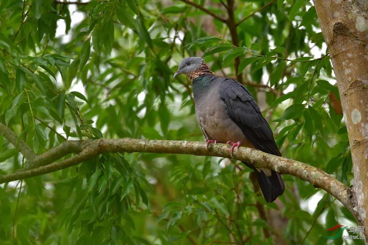 灰林鸽灰林鸽图3获首页精华及入野鸟百科