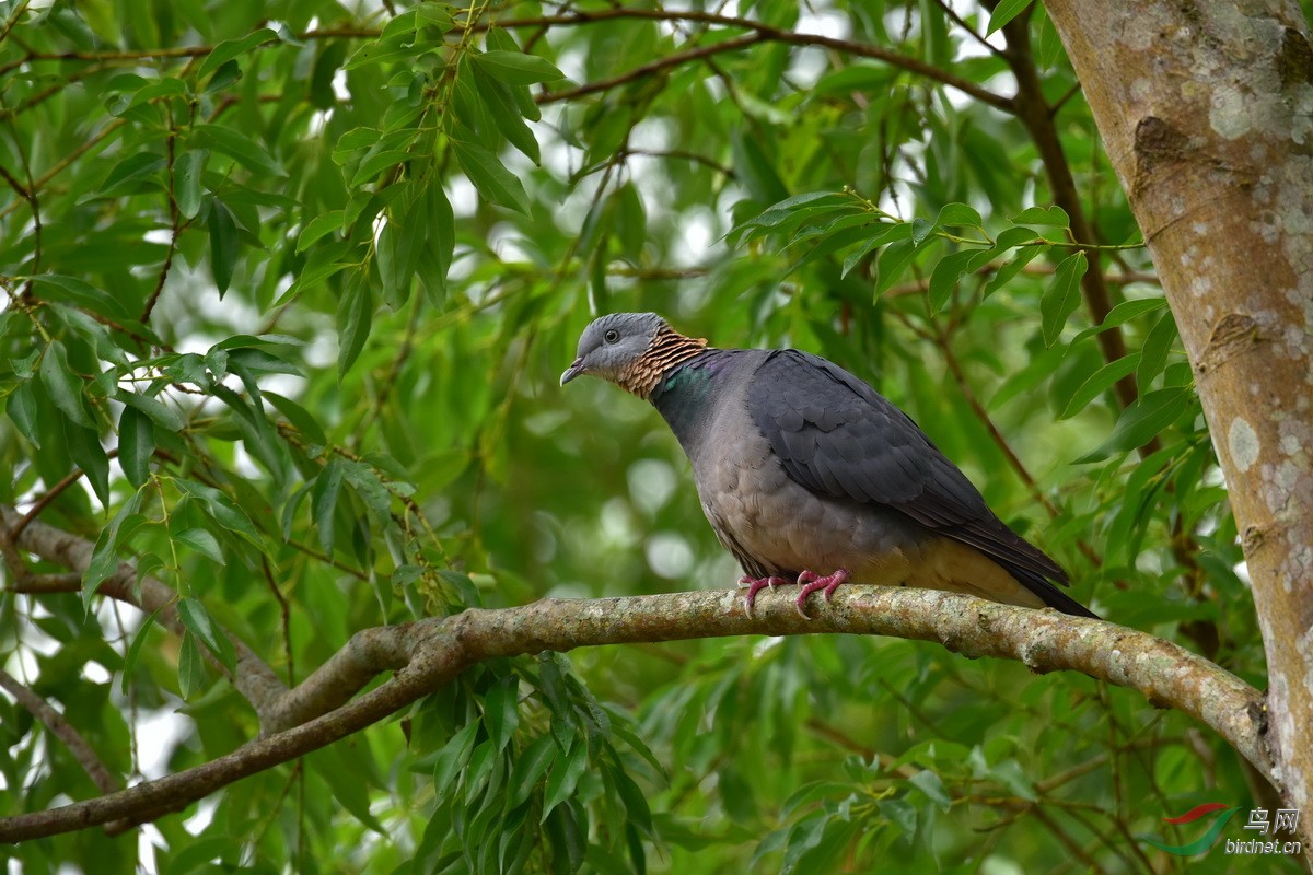 灰林鸽灰林鸽图3获首页精华及入野鸟百科