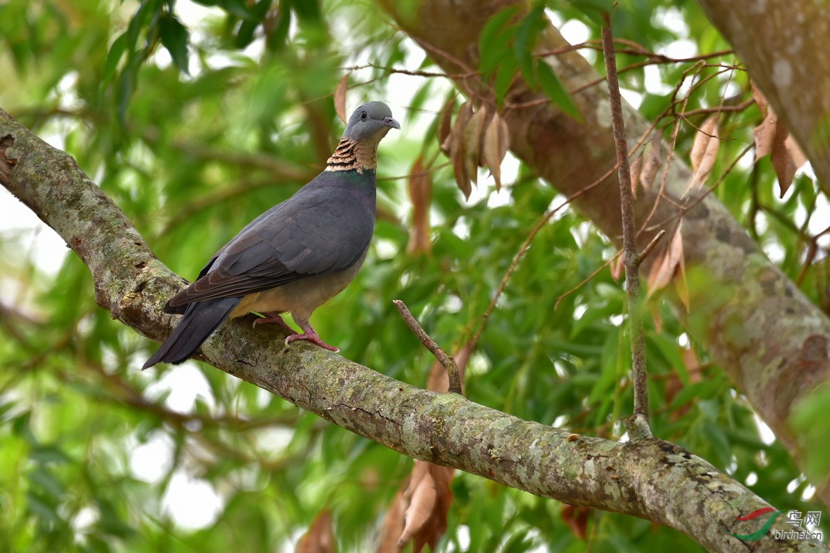 灰林鸽灰林鸽图3获首页精华及入野鸟百科
