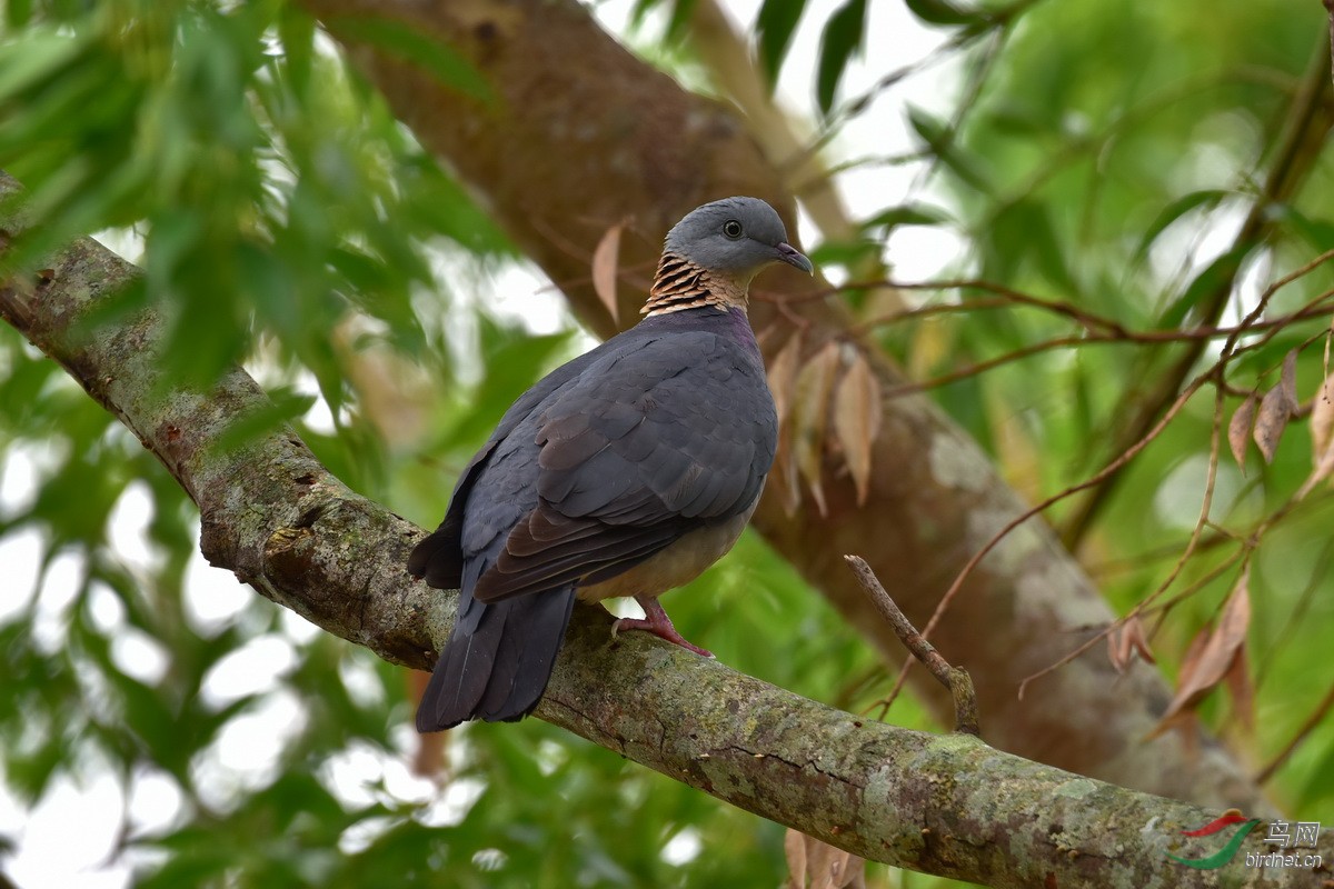 灰林鸽灰林鸽图3获首页精华及入野鸟百科