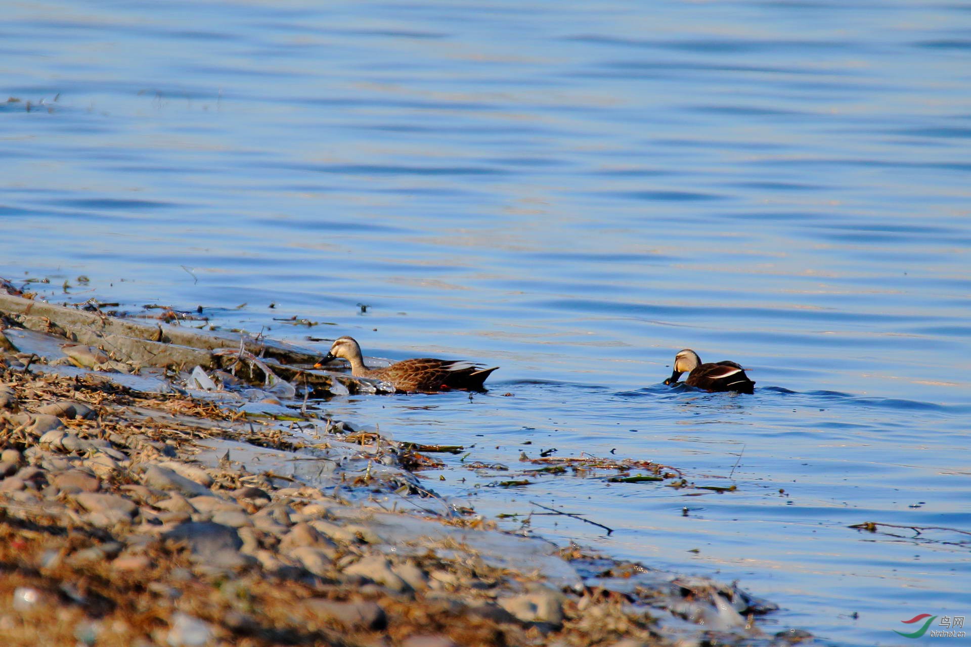 斑嘴鸭岸边觅食点击看大图