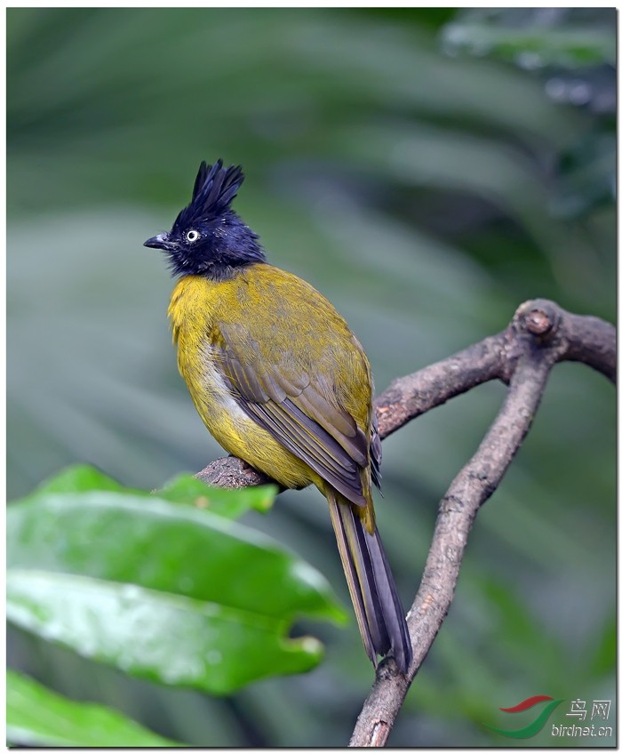 黑冠绿鹎