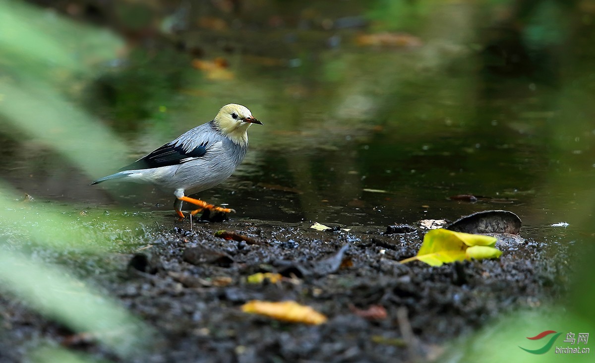 落叶金秋鸟先知丝光椋鸟