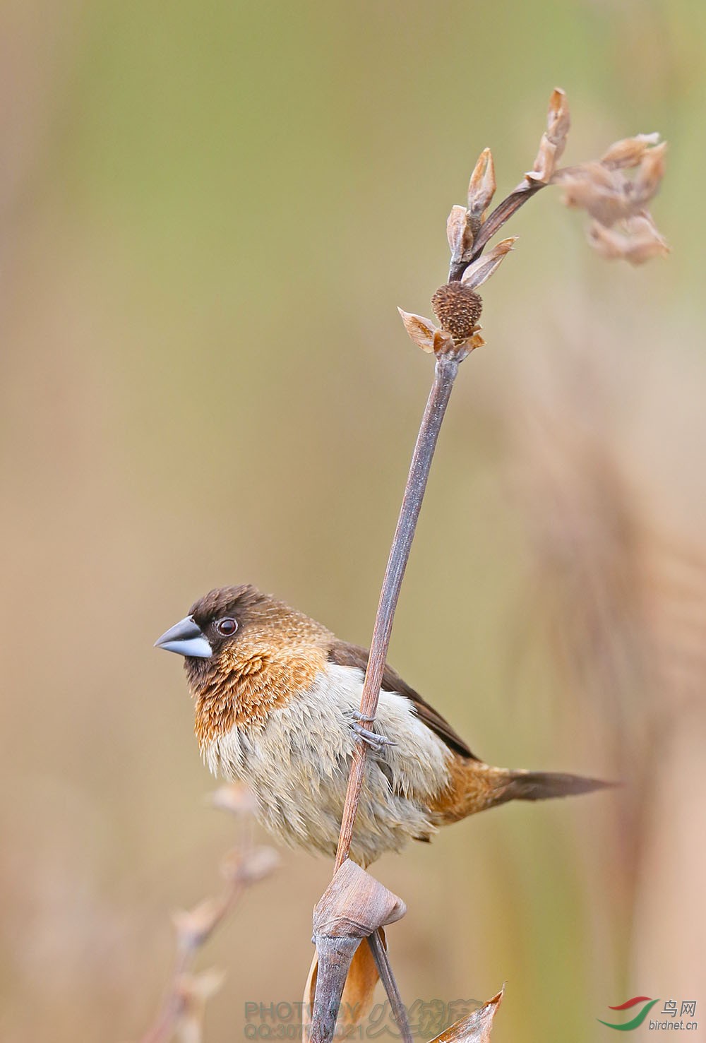 白腰文雀-问候鸟友