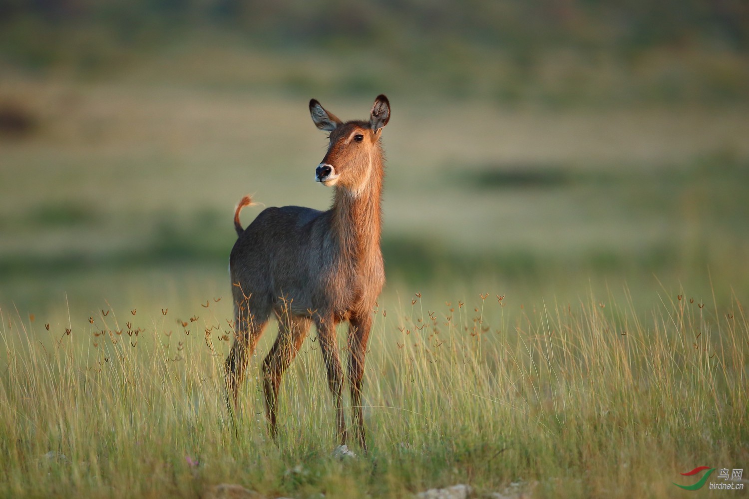 一种生活在西非,中非,东非及南非的羚羊.