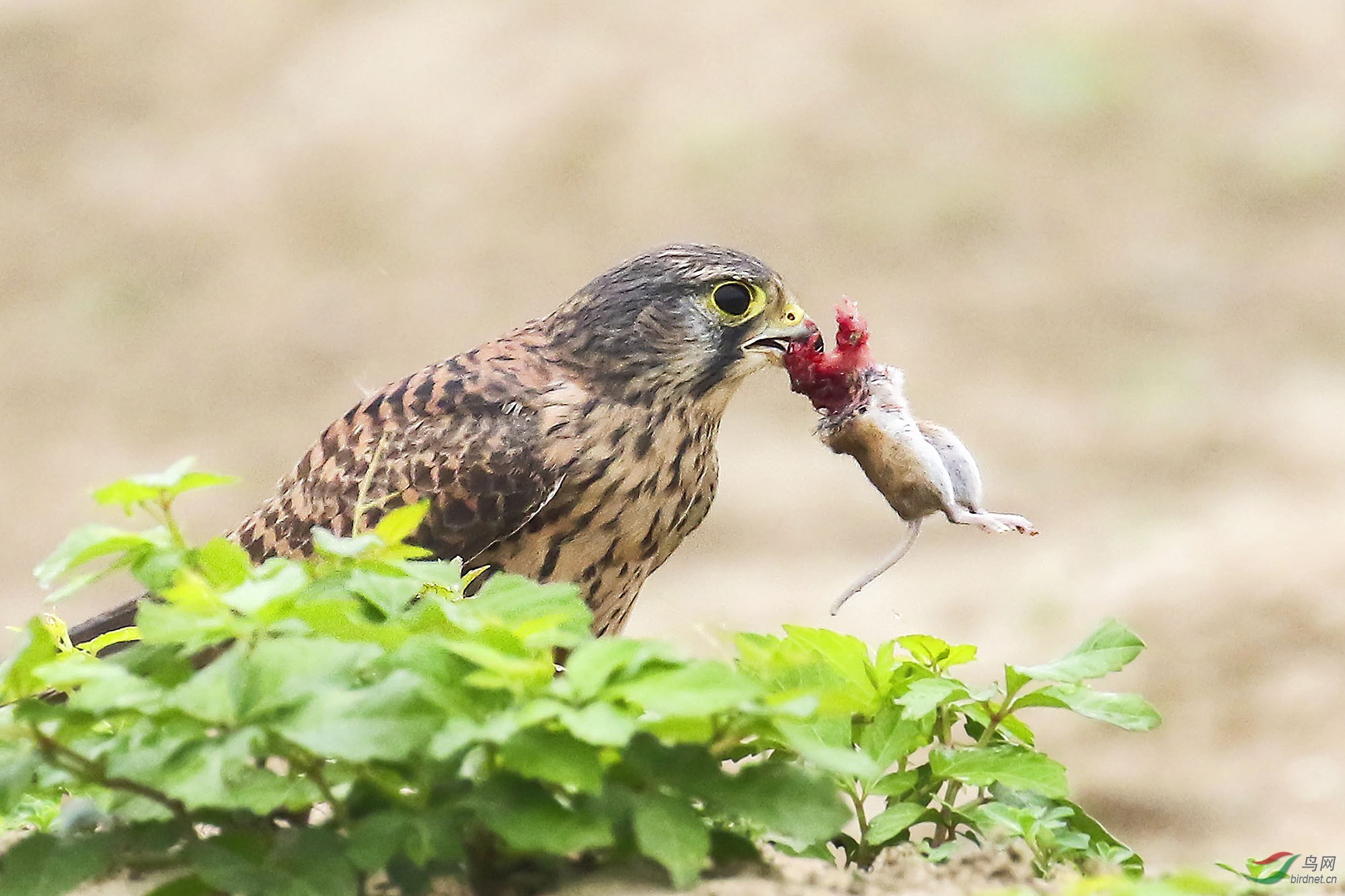 红隼抓地鼠