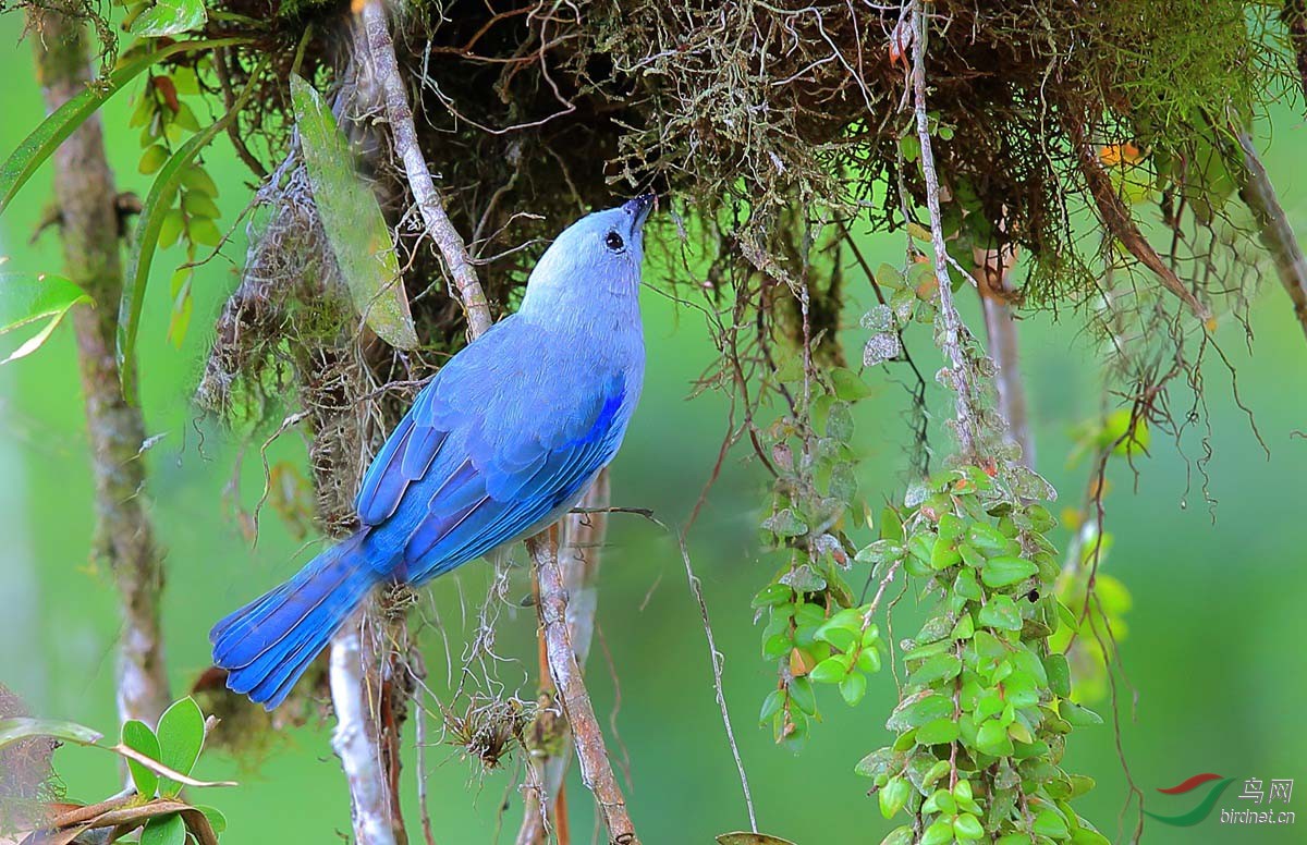 灰蓝裸鼻雀 - 林鸟版 鸟网