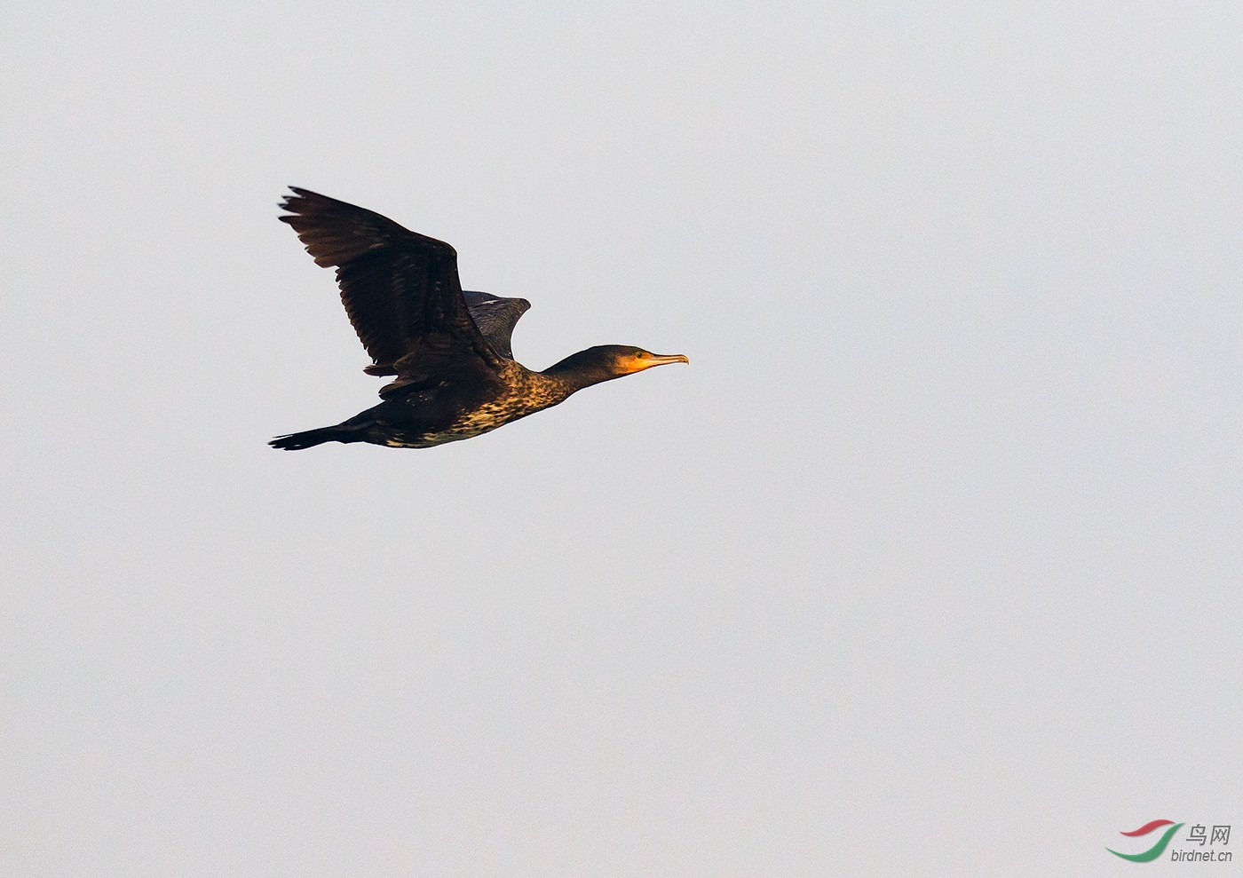 一只鸬鹚从头上飞过