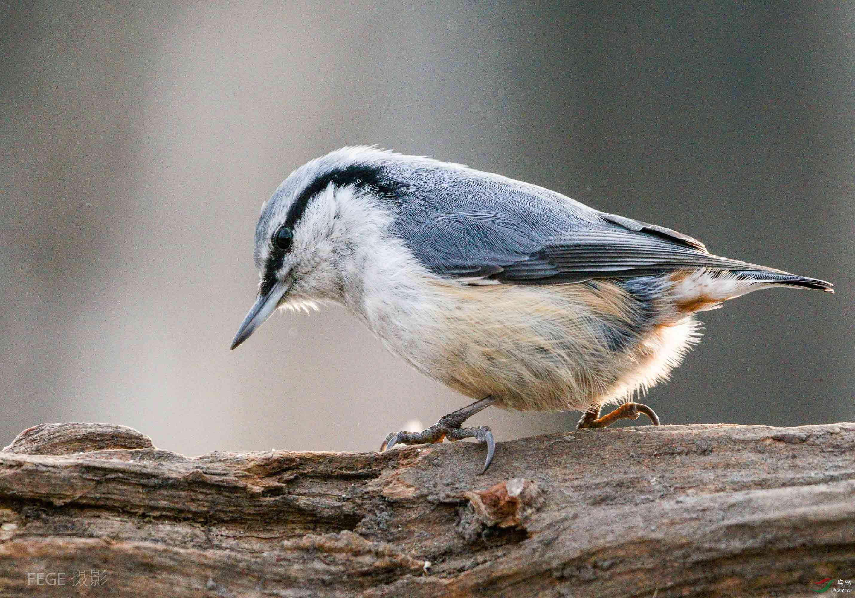 找食吃的蓝大胆(普通䴓)