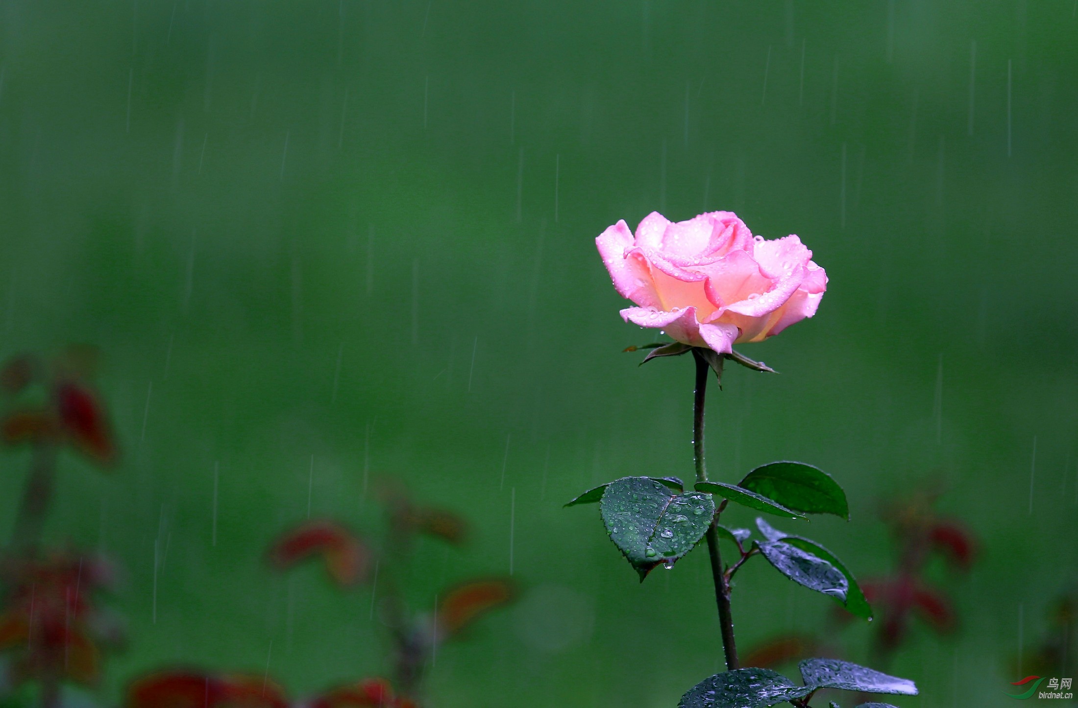 最美的雨中花图片图片