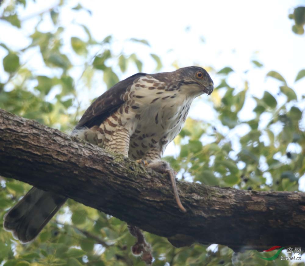 婺源野鸟-凤头鹰