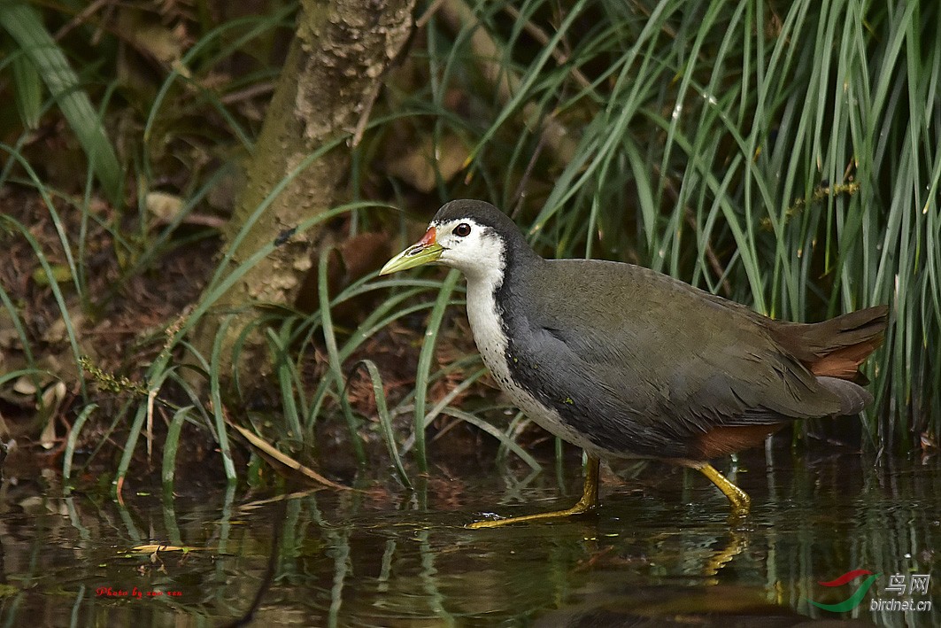 美丽漂亮的白胸苦恶鸟原生态