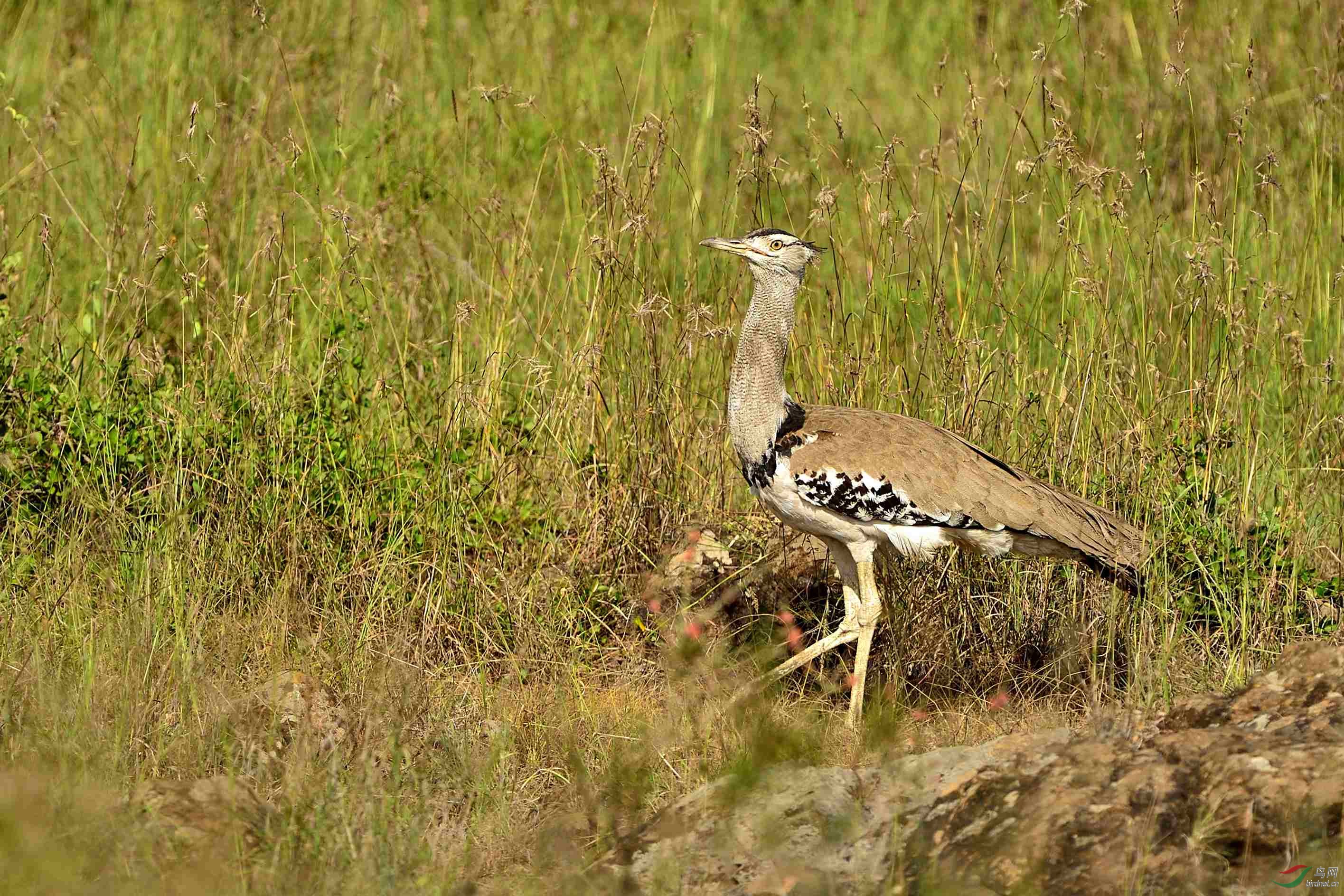 美丽的东非大草原,夕阳正现的猎豹和大鸨