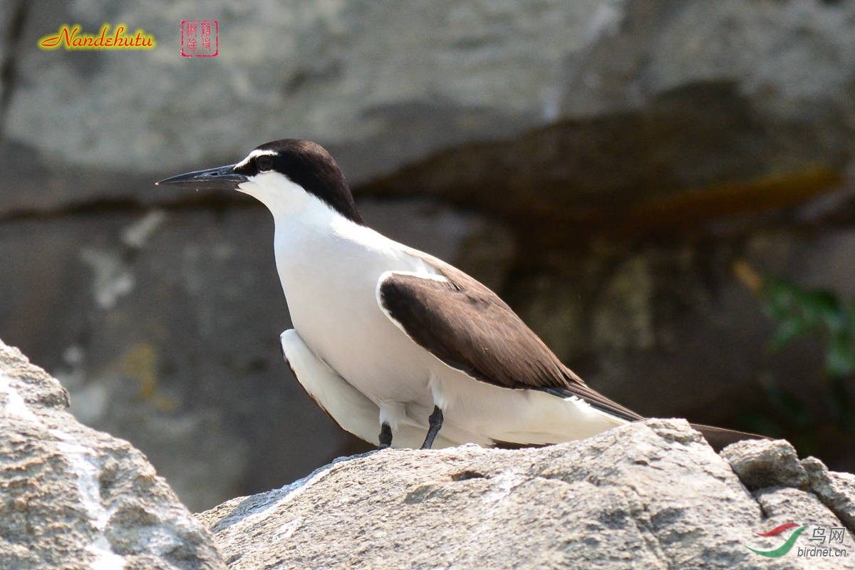 褐翅燕鸥