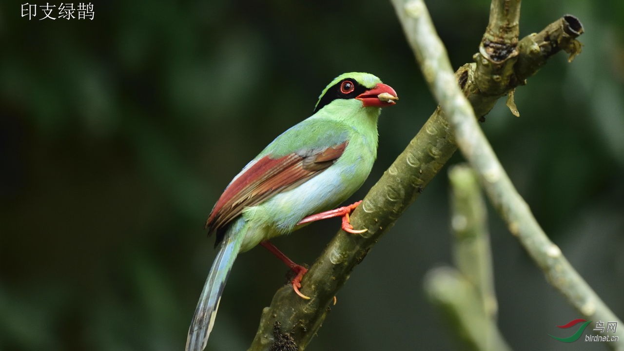 海口寻鸟之六—印支绿鹊