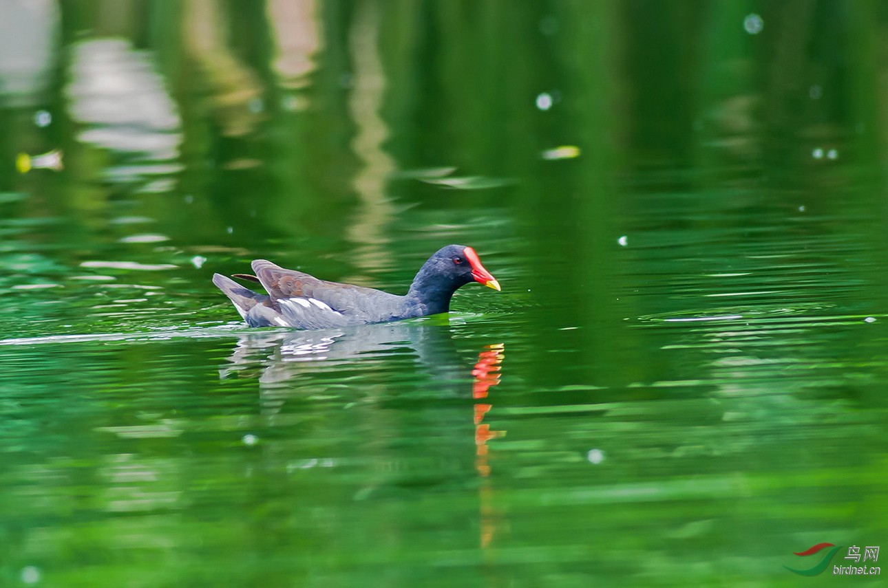 [水鸟] 碧水映红嘴--黑水鸡