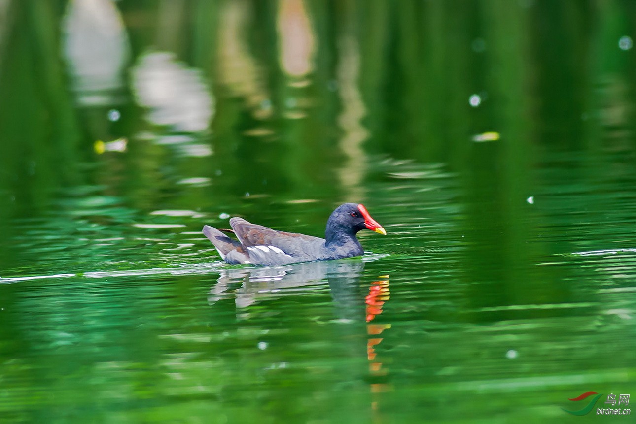 [水鸟] 碧水映红嘴--黑水鸡
